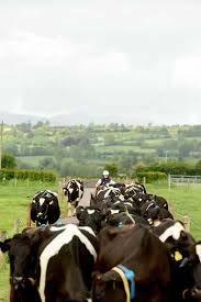 Lameness in dairy cows Main cow welfare problem internationally Pasture based systems - less lameness Complacency about lameness in Irish dairying?