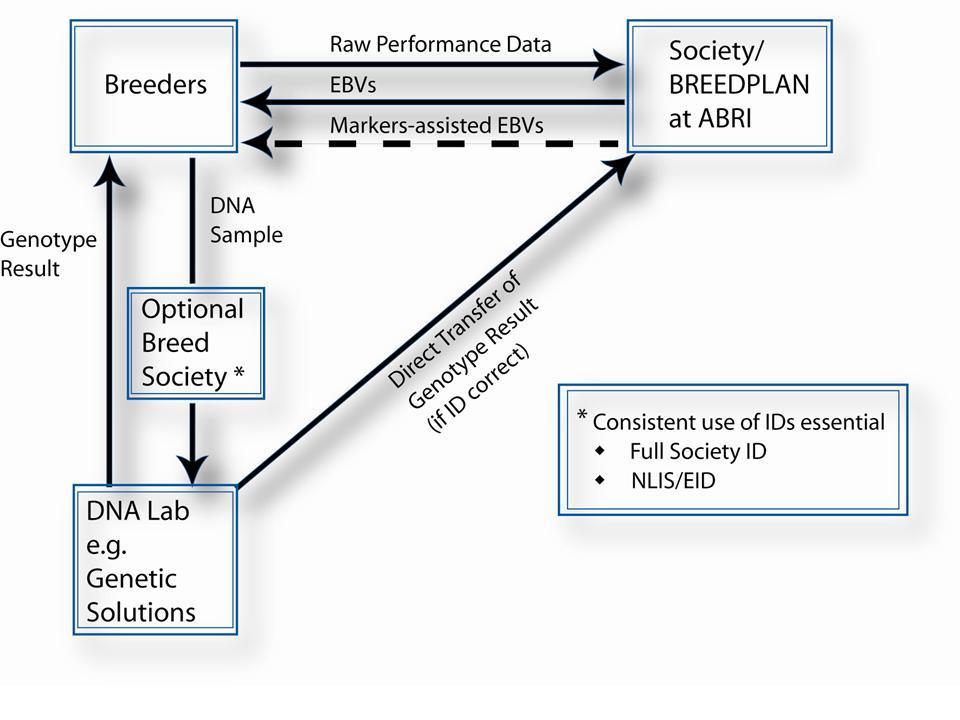Figure 2: Data/Information flow for Gene Markers DNA Laboratories such as Genetic Solutions may deal directly with seedstock procedures to collect their DNA samples and return genotype results.
