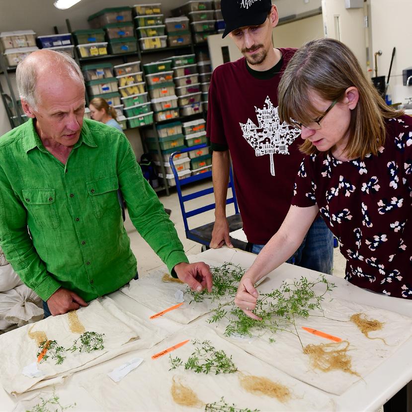 Albert Vandenberg, Derek Wright, and Kirstin Bett work with lentil plants at the Crop Science Field Facility at the University of Saskatchewan.