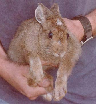 Juvenile snowshoe hare