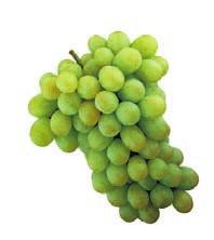 of export-quality grapes Sustainability Enhanced energy, soil,