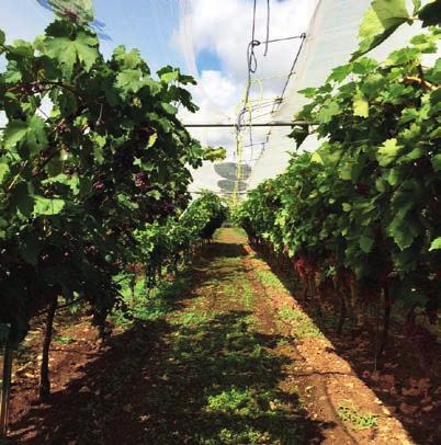 Challenges: Protecting grapes from pests and diseases Ensuring compliance