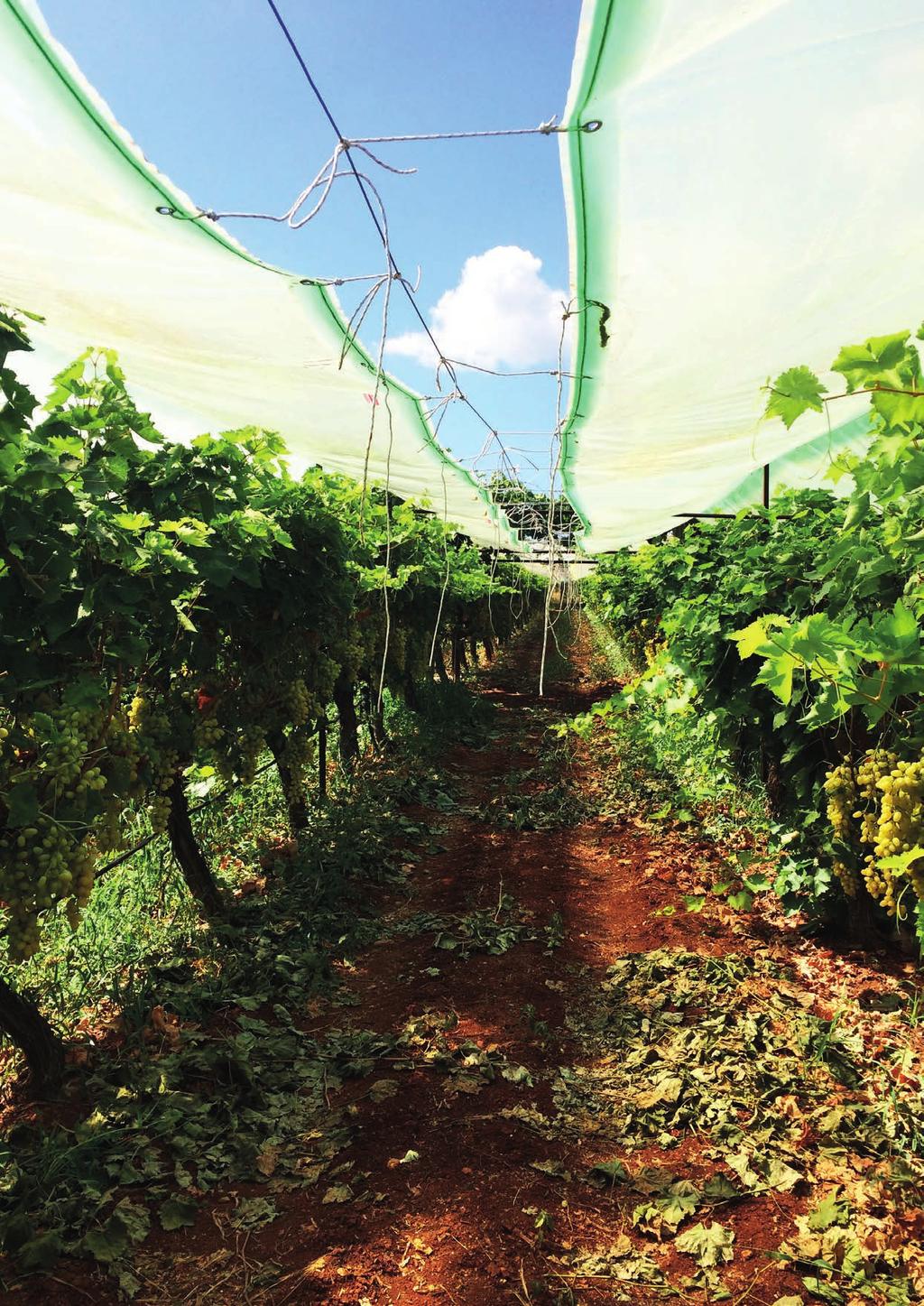 What did we achieve? The prime objective of improving the quality and marketability of Pegasus table grapes was achieved within five years after this Food Chain Partnership began.