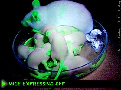 The fluorescence emission
