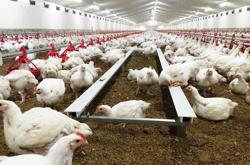Free Range Chicken Barns, Organic Poultry Housing & Egg Layer Sheds are now a common sight on any successful poultry farm, thanks in part to the Santrev team s experience at delivering