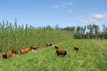Checklist - Livestock Livestock Activity Livestock