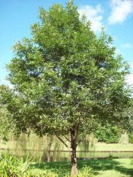 Bur Oak (100y) Shelterbelt