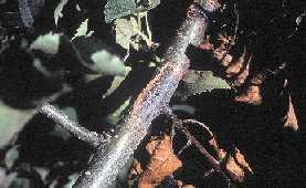 cankers on stem and trunk.