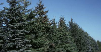 Colorado Spruce (50 100y) Pine