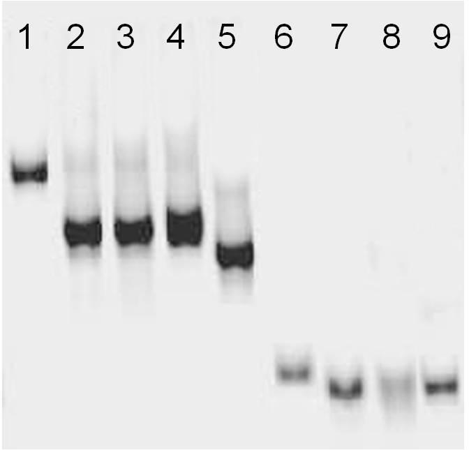 Table S1. DNA sequences employed in this work.