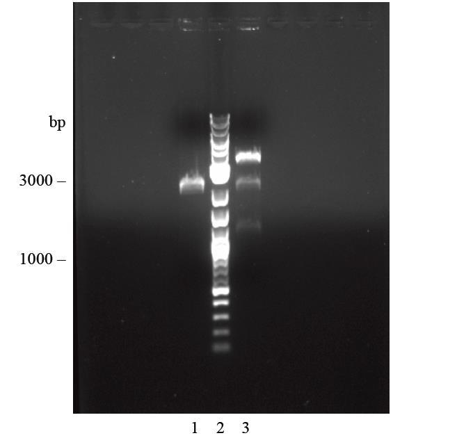 In Lane 1: GFP with the ribosome binding site. We expected about 2700bp. The gel does not confirm the ligation. In Lane 3: FtsZ with ribosome binding site.