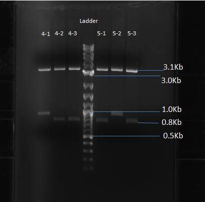o All ligation controls had some minor growth Put into 7 ml cultures at 4:45 pm and decided to culture 3 colonies form L2-L6 (IPTG RBS FtsZ and RBS GFP Term) Split each tube into smaller 3.