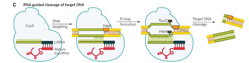 Tracer RNA replaced by Guide