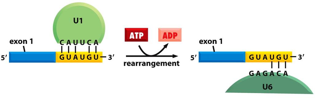 mrna intron is base paired with U1, U6 snrnas: handoff requires ATP