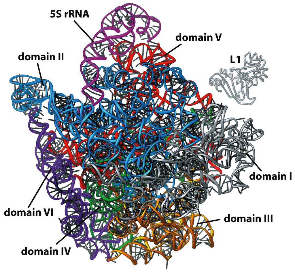 Ribosomal large subunit structure Figure 6-69a Molecular Biology of the