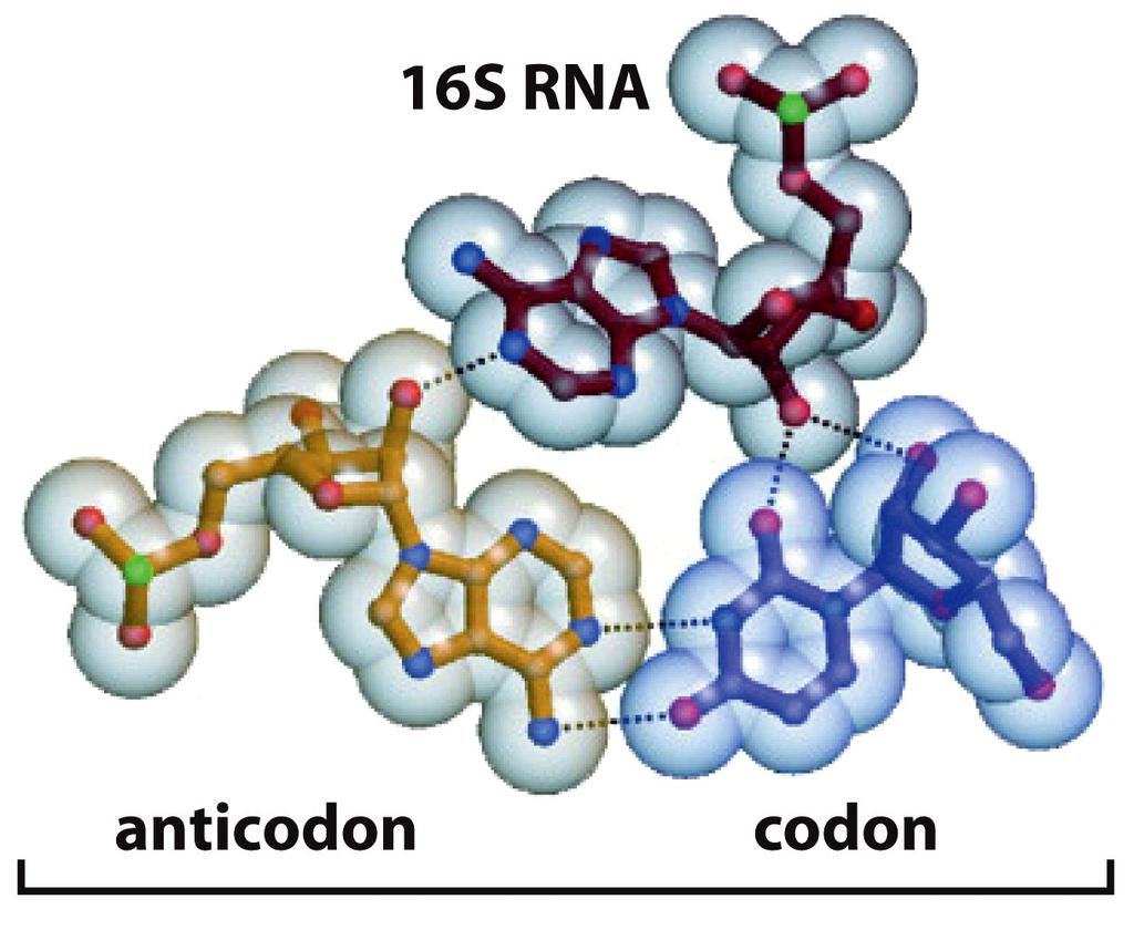 Within ribosome, complementarity to 16S (small rrna) can define translational start site (Shine Dalgarno box in bacteria), but also acts as quality