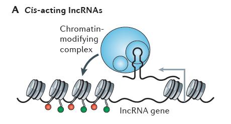 Long noncoding RNAs: from the dark matter of the genome A variety of roles in guidance of chromatin modifiers, still being discovered, and other roles Some reviews: