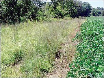 This practice only applies to lands in need of permanent vegetative cover; it does not apply to any forage or production agriculture planting.