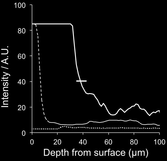 3. Skin penetration of FITC-OVA S/O nanodispersions Figure S3.