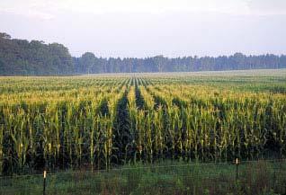 FRANCE - Bt Maize In 2005, ~ 500 hectares were planted -200 hectares for environmental