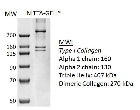 FIGURE 1 - SDS-PAGE (COOMASSIE BLUE STAINING) OF NITTA-GEL SHOWING THE TYPICAL PATTERNS OF BANDS OF TYPE I COLLAGEN.