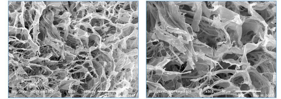 The SEM micrographs are reported in figure 2, and revealed a highly fibrous architecture.