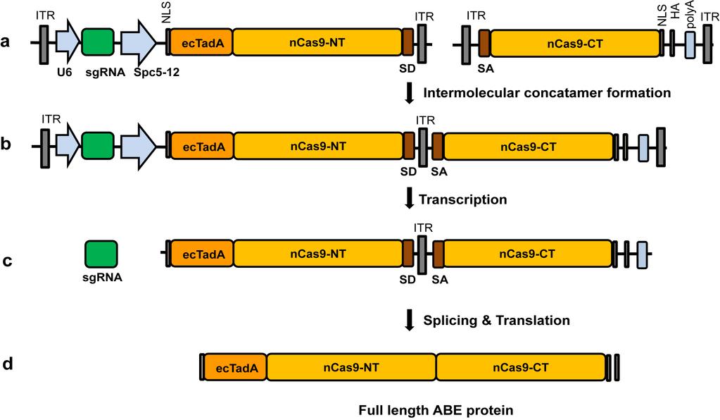 Supplementary Figure 7 Schematic diagram of trans-splicing AAV vector encoding ABE.
