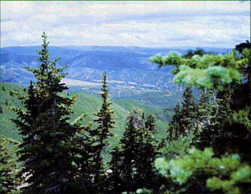 What forest resources are found on the Uinta National Forest?