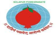 8 Solapur Pomegranate 502 Akhil Maharashtra Dalimb Utpadak Sanshodhan Sangh, Pune Kelshi