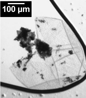 Figure S7. Optical micrograph of ruptured capsule containing a SWNT-EPA suspension (0.05 wt%) on a glass slide showing the released liquid and CNT bundles. References (1) Brown, E. N.; Kessler, M. R.; Sottos, N.