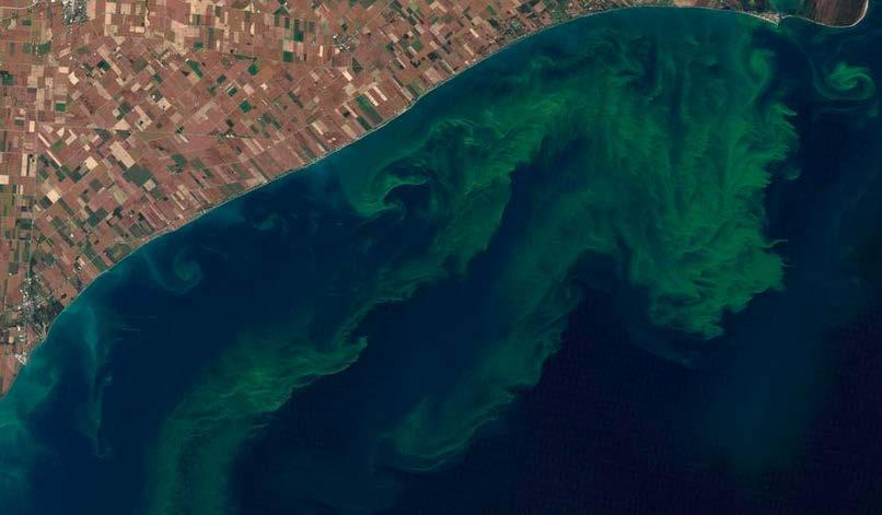 Eutrophication harmful algae Lake Taihu, China (2007) low