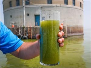 algae bloom 2 million residents in the City of Wuxi were