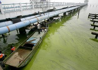 cyanotoxins were detected in the tap water of Toledo, OH