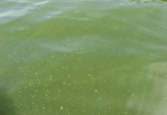 Eutrophication So what s wrong with algae?