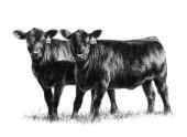 CLCV: Logix Cow Value (Combination of EBVs based on measurements of cows and calves on the farm) Interpretation ADG Kleiber ratio Feed conversion ratio