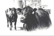 weight Cow weight Mature weight Age at 1 st calving Heifer fertility Interpretation Calving Ease Calf Milk Maintenance Fertility Sub-value above 100 Easier