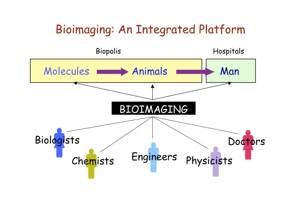 The role of translational research in bioimaging