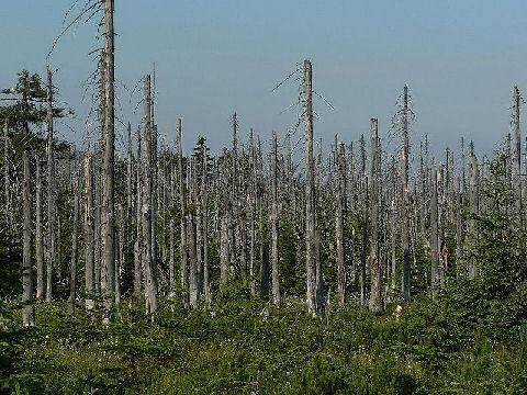 economic damage each year Air pollu2on Degrades forest ecosystems