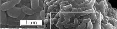 Similar SEM images were also observed in ZrF x -coated Li[Ni 1/3 Co 1/3 Mn 1/3 ]O [4] and the carbon-coated LiNi 1/3 Mn 1/3 Co 1/3 O [5].
