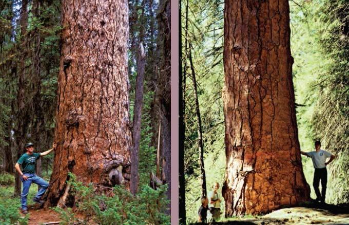 Figure 10. The bark of very old western larches (left) is often a mimic for ponderosa pine bark (right) (Van Pelt 2008, pg. 102).