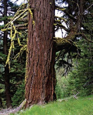 Bark development in Douglas-fir reflects the wide range of conditions within which it occurs.