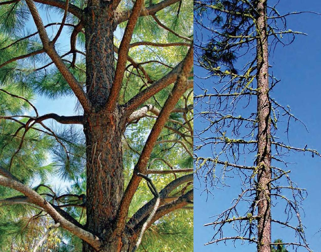 Figure 3. Whorl-based branch growth on a young ponderosa pine (Van Pelt 2008, pg. 81). Figure 4.