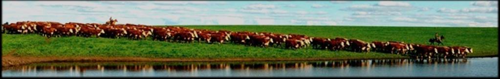 Uruguayan Hereford Genomic Population ~ 1100 Hereford animals (males & females) Colaboration: Hereford breeders Hair, blood and semen samples from