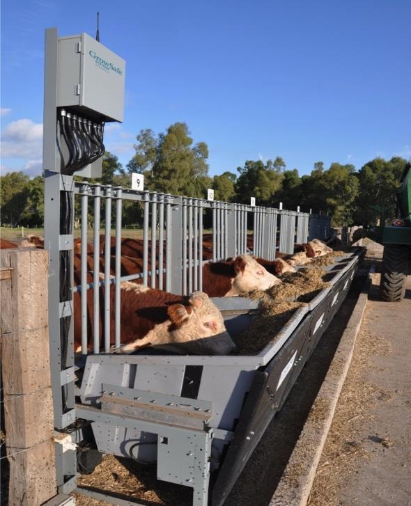Feed efficiency TRAINING POPULATION FEED EFFICIENCY YEARS ANIMALS INTAKE TEST PHASES 2014 2015 2016 BULLS Adaptation Test 1 Test 4 Test 7 autumn Warm-up 50 animals 49 animals 45 animals calving TEST