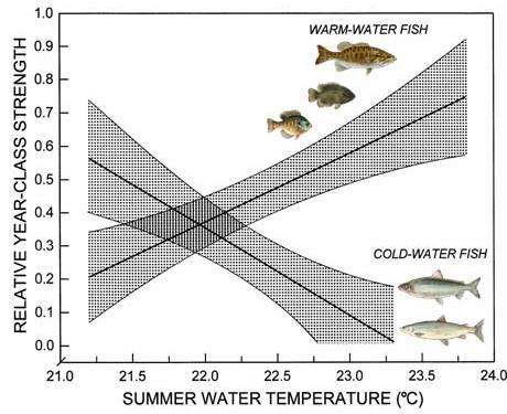 INVERSE RECRUITMENT TEMPERATURE RELATIONS Cold-water negative; warm-water positive Over two decades a 60% increase; rate of 3.