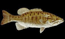 Predicted changes in relative year-class strength of two centrarchids, smallmouth bass and rock bass, from mean, regressed, and model-predicted Mississippi River watershed summer surface water