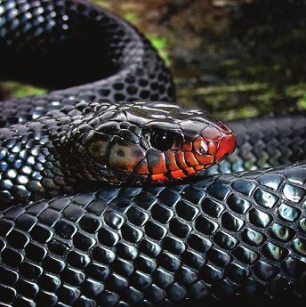 Indigo Snake Donate $15,000 to