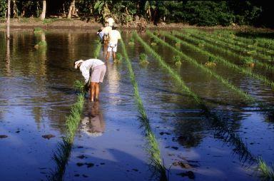 Issues of Rice-based Systems Diminishing land and water resources Increased pressures of pest and diseases Declining soil