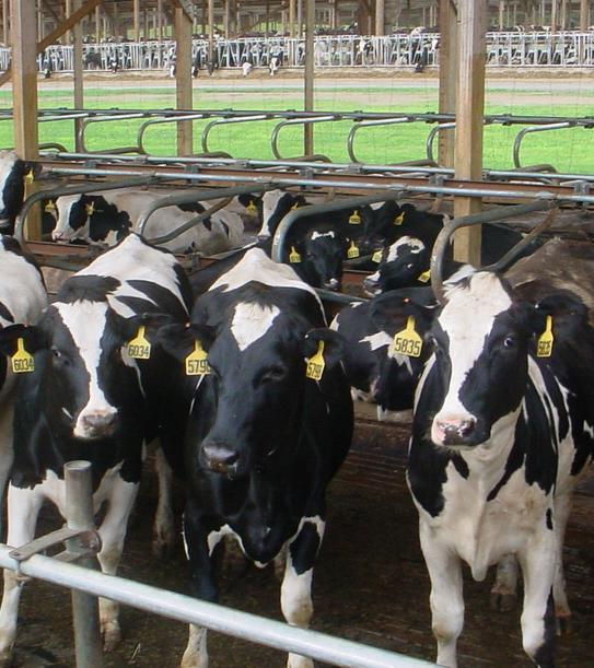 Precision Feeding Dairy Heifers Using feed efficiency principles and basic animal