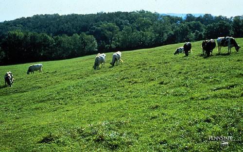 Forage Quality Issues Many farms with reasonably
